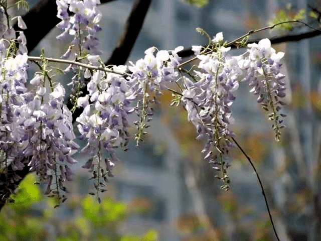 無論怎麼看她 賞花時間:4月下旬 賞花地點:迎澤公園,龍潭公園,晉陽街