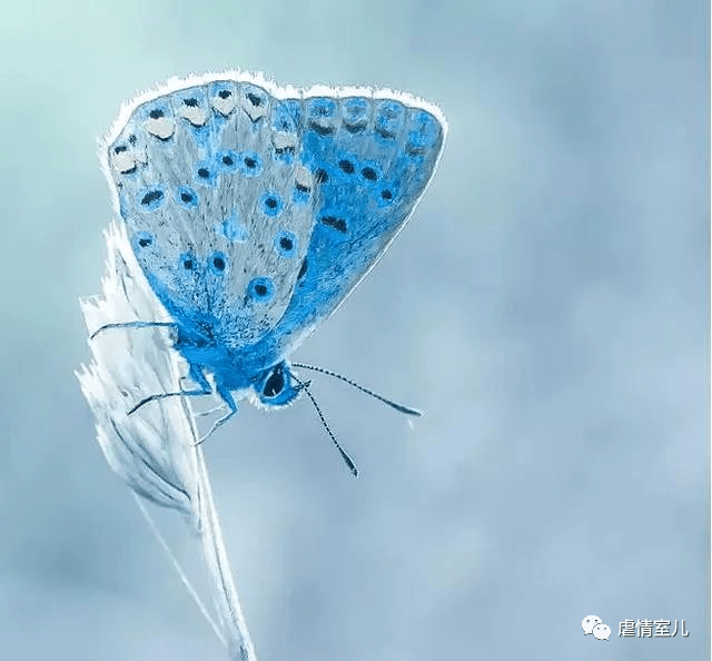 塔罗占卜:4只蝴蝶哪只最漂亮,测你想念的人是否会主动来找你