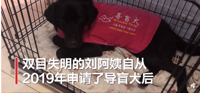 视障阿姨因导盲犬排尿被邻居投诉2年 多次协调未果 网友怒了 宋文静