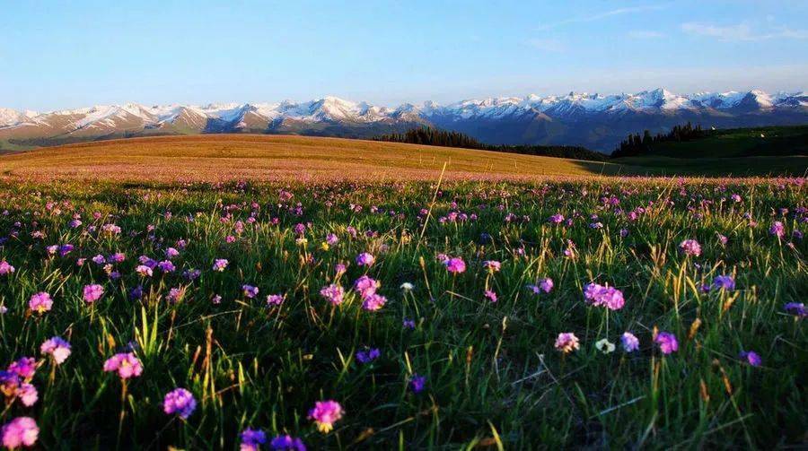 新疆天山喀拉峻花海徒步全程轻装穿越世界自然遗产核心区桐乡大海户外