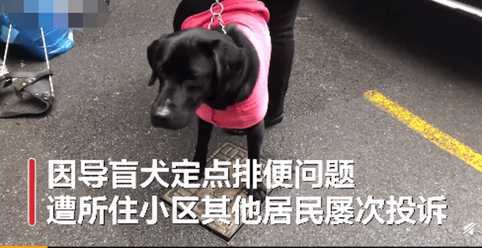 视障阿姨因导盲犬排尿被邻居投诉2年 多次协调未果 网友怒了 宋文静