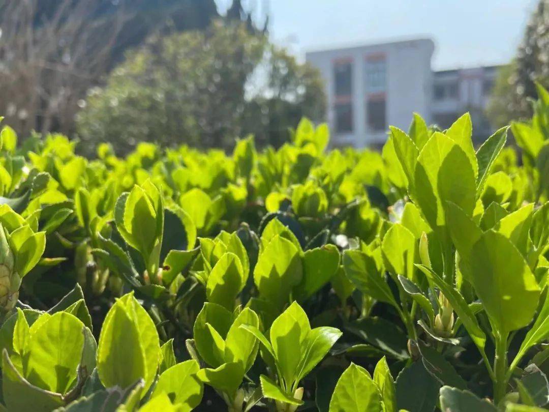 是谁打翻了调色盘让元和的春天绚丽多彩