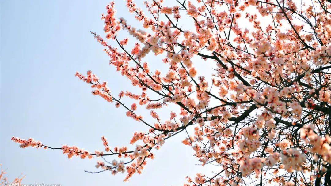 你几月出生 就是哪种花 看看你与哪个花神最投缘 性情