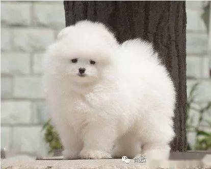 合肥出售宠物狗狗诚信为本 哈多利博美幼犬 送用品 售后三包 签协议包活 古牧