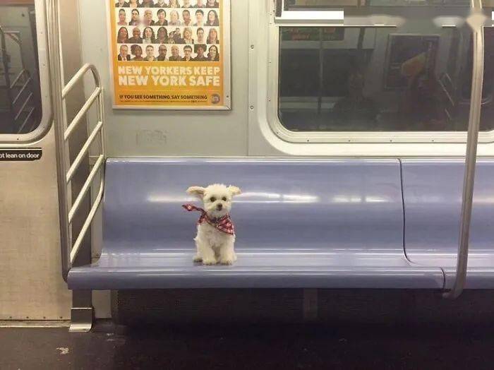 在地铁火车上偶遇到的狗狗们,每一只都超可爱呀!