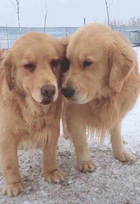 兩隻狗狗雪地裡相愛一同看雪狗狗一靠頭讓單身狗羨慕