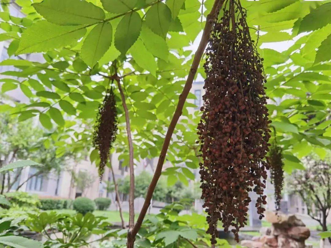 是谁打翻了调色盘让元和的春天绚丽多彩