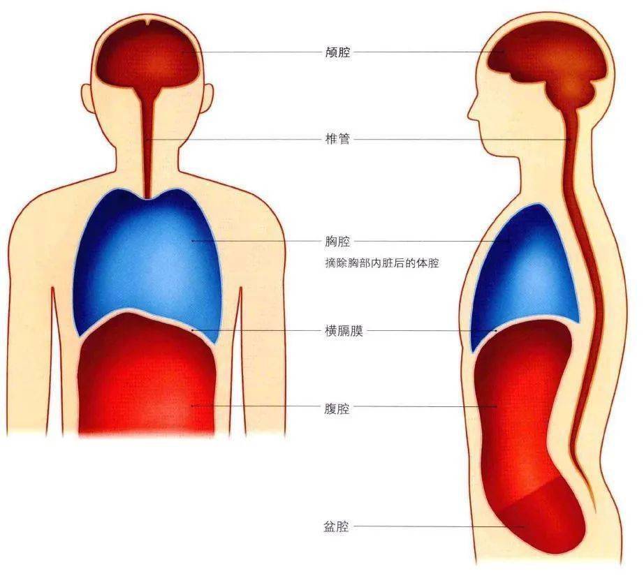 人体内部有各种各样的脏器,把这些脏器摘除,就剩下了体腔