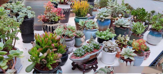 盆栽花卉怎么养才能更旺盛 a4673315a95d4a9395f9dc9413e497b5.jpeg