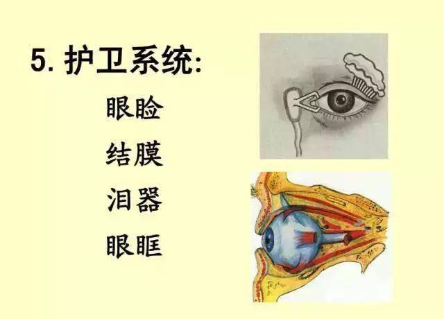 61張經典眼解剖與生理圖片值得收藏