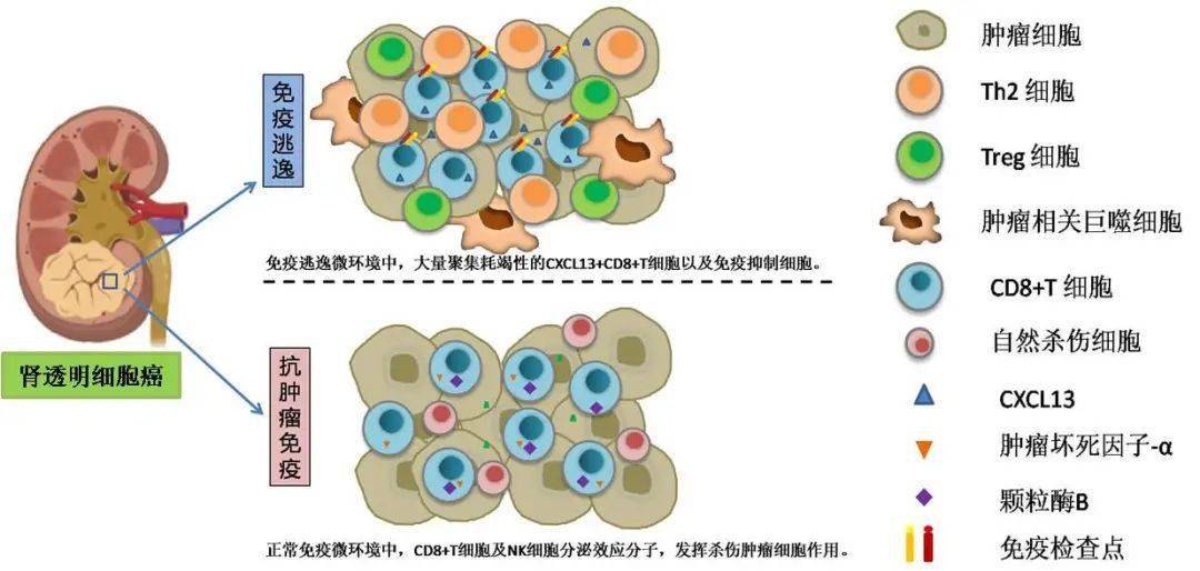 示意圖第一作者戴思遠博士研究生,師從郭劍明教授主要從事腎癌臨床及