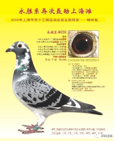 杨林彪熔铸永胜系听他讲鸽系育种如何保持长久不衰