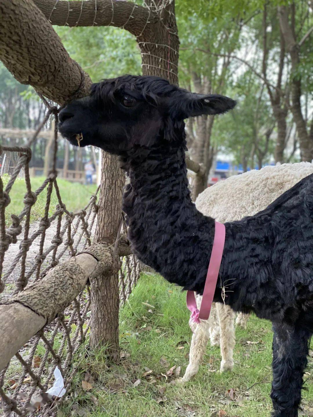 租吸氧机怎么收费¥699起睡云端凯悦酒店，打卡上海最美图书馆&网红剧院！_https://www.jmylbn.com_新闻资讯_第76张