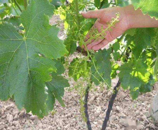 造成死苗现象,这是最常见的肥害也是我们主张刚种葡萄苗不施肥的原因