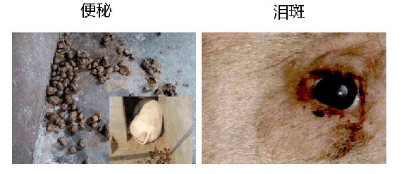 [315母猪节]便秘,泪斑,"三脏"母猪怎么养?快来学有效方法!_免疫