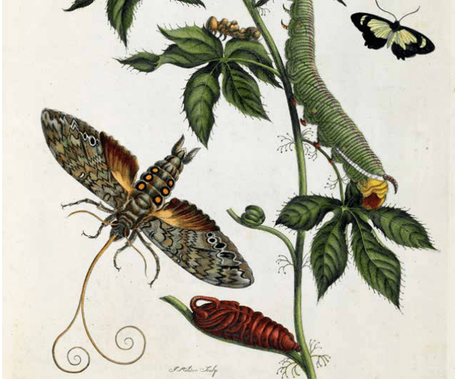 昆虫的植物宿主巧妙地绘在一起,完美结合了自然的艺术美态与自然科学