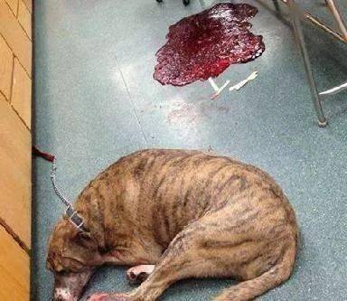 狗狗偷吃蛋糕後死亡，獸醫：死因不是巧克力，而是木糖醇！ 萌趣萌寵 第32张