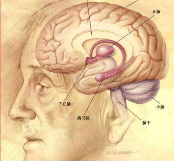 因为女性海马回比男性大.