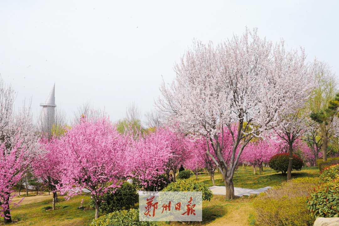 咱郑州这么美的花海盛宴，你确定不来看看？！