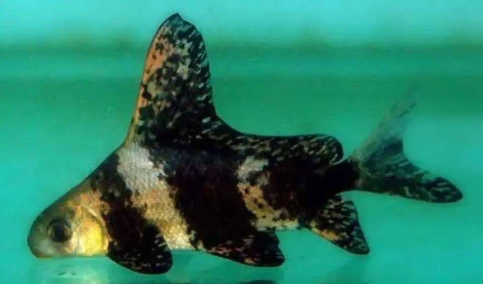 胭脂鱼在幼鱼阶段时,身体呈现一片褐色,体侧有三条褐黑色的横向条纹