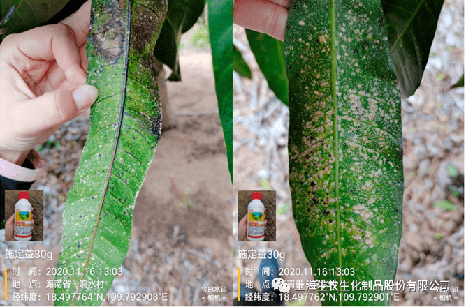 我爱生农吡丙醚介壳虫篇