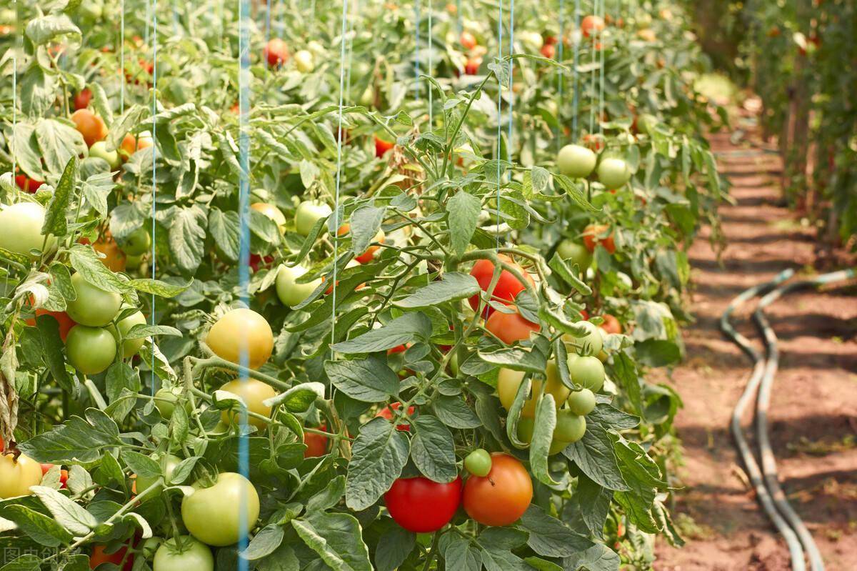 基金项目:江西区域番茄高产栽培技术及模式