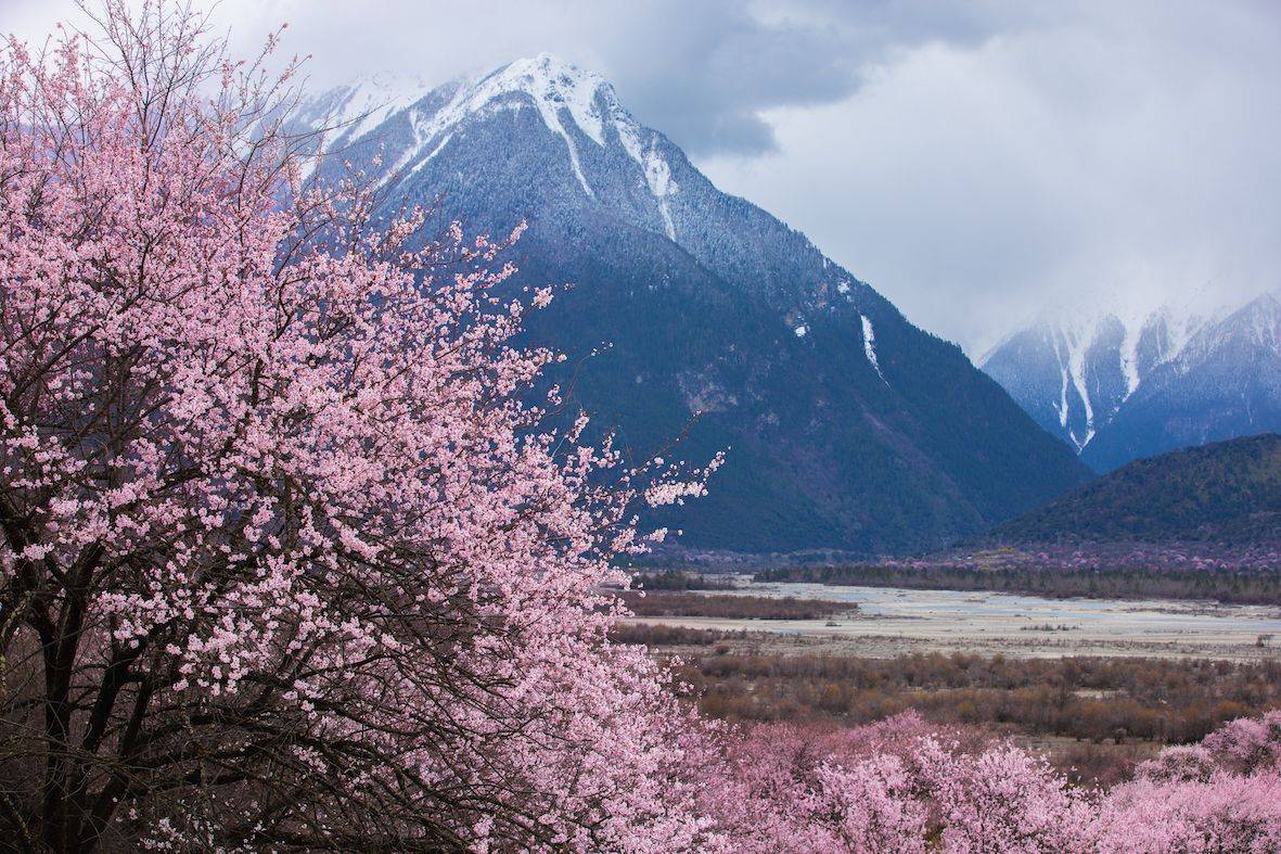 云游四方｜三月桃花与雪山、麦田、峡谷交织，只能在这里看到