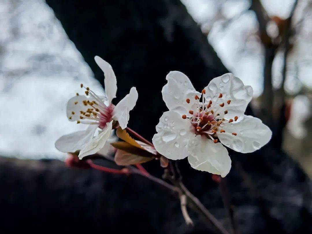 探索申城紫葉李進入盛花期一大波美圖來襲