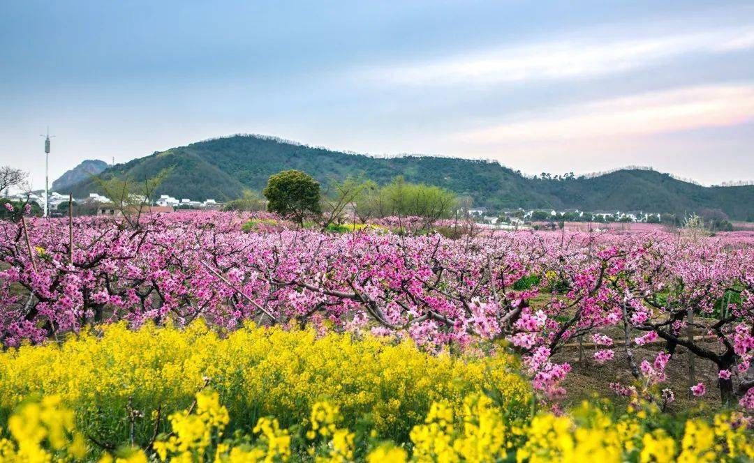 阳山桃花图片图片