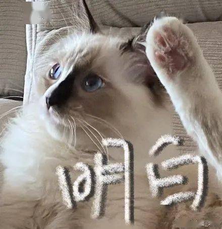 salute猫表情包图片