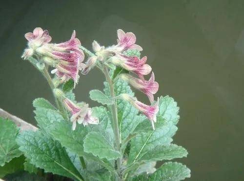 施今墨巧用护阴好药鲜地黄