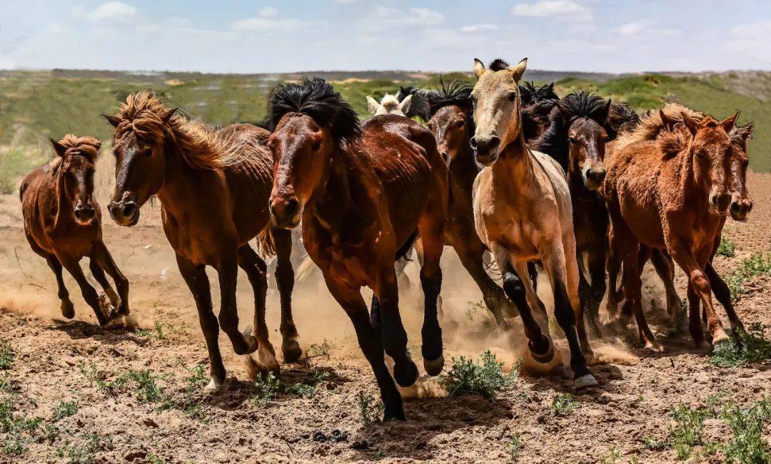 奔腾在阿拉善草原上的马儿,原来这么美!被震撼到了!