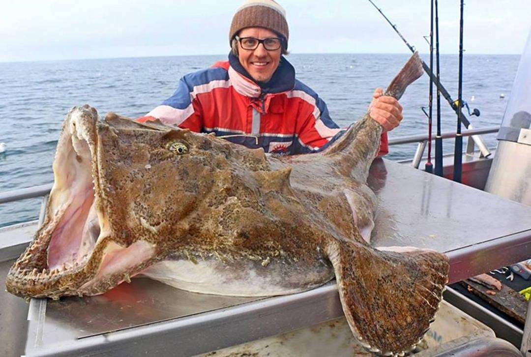 为何被捕捞的鮟鱇多是雌性会钓鱼的鮟鱇极端的繁殖方式