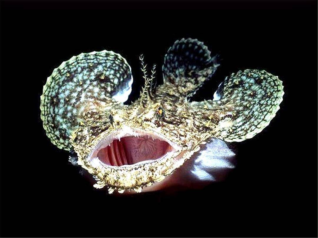 为何被捕捞的鮟鱇多是雌性会钓鱼的鮟鱇极端的繁殖方式