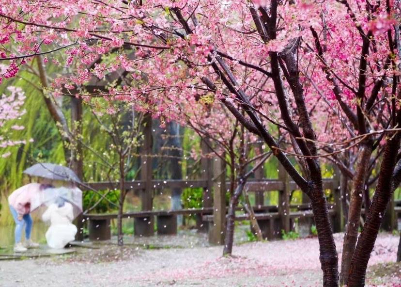 樱花专列即将发车 这个春天来顾村公园赏花游玩