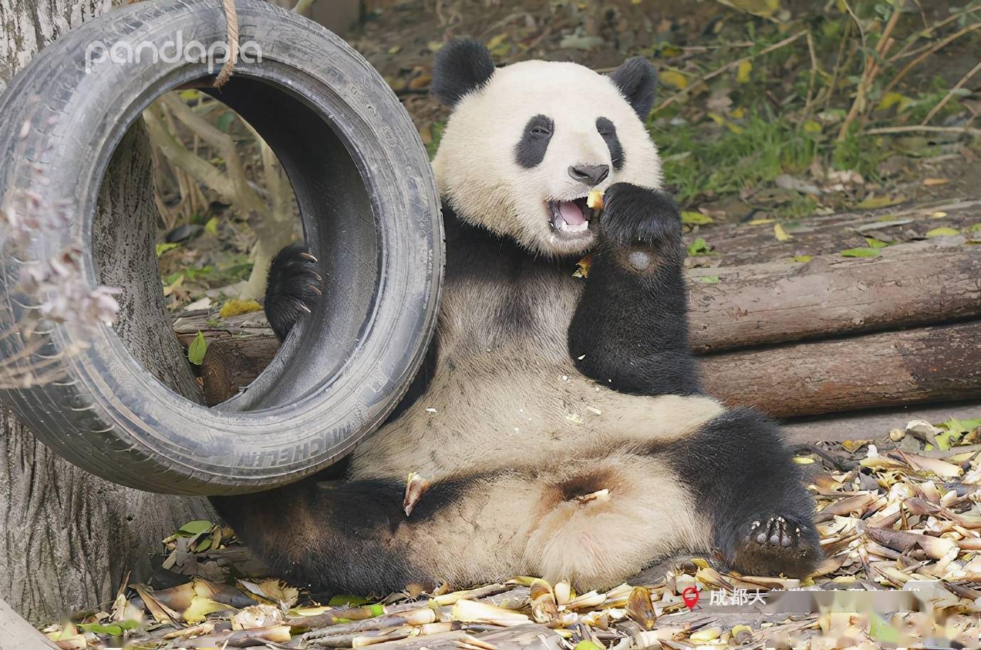 出彩"滚滚"|"滚滚"笑容萌化人心,谁是斧头山微笑大使呢?_大熊猫