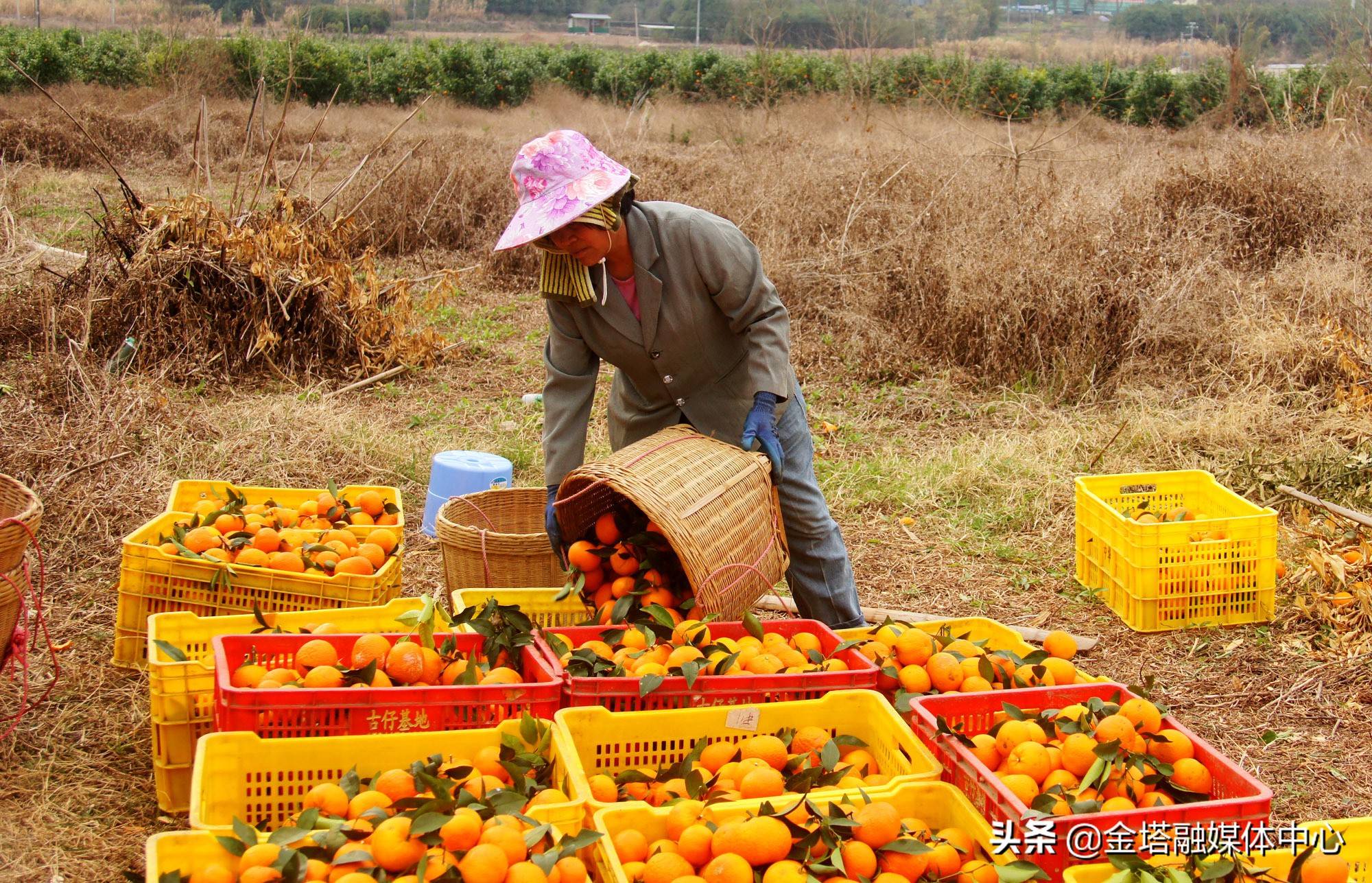 广东连南:牛年喜奏丰收乐