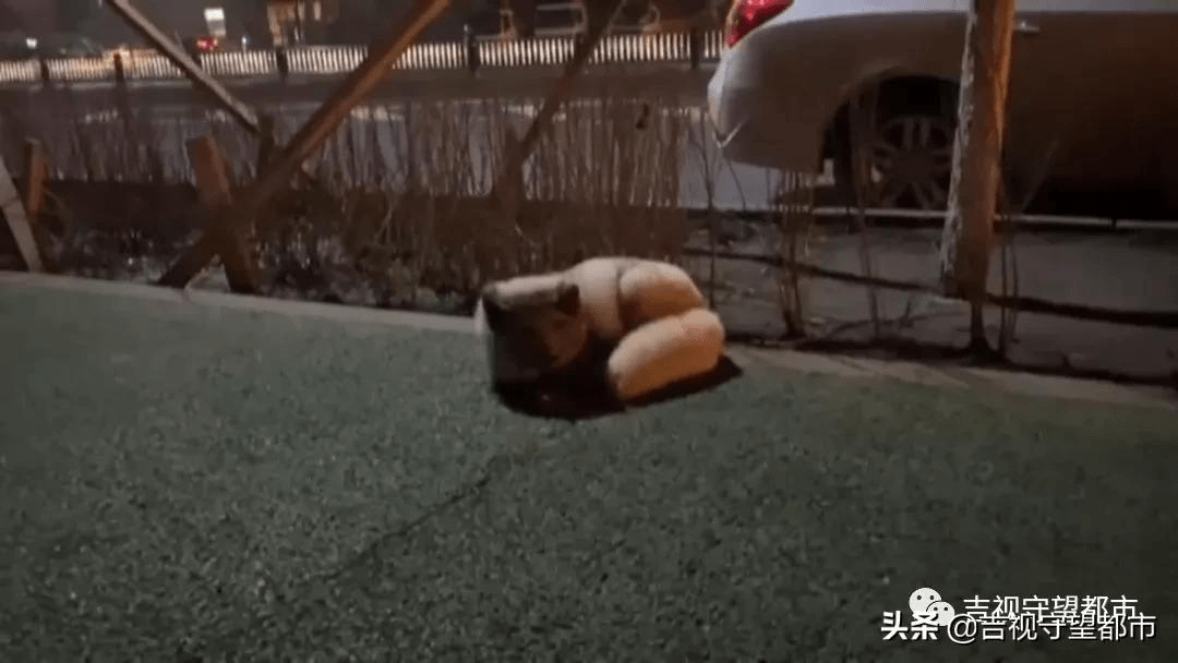 下班路上的小可爱毛茸茸的它是谁