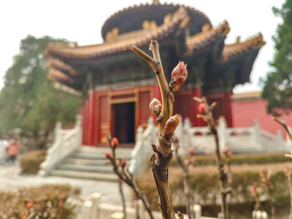 北京故宫御花园花蕾初绽 皇家花园春意盎然