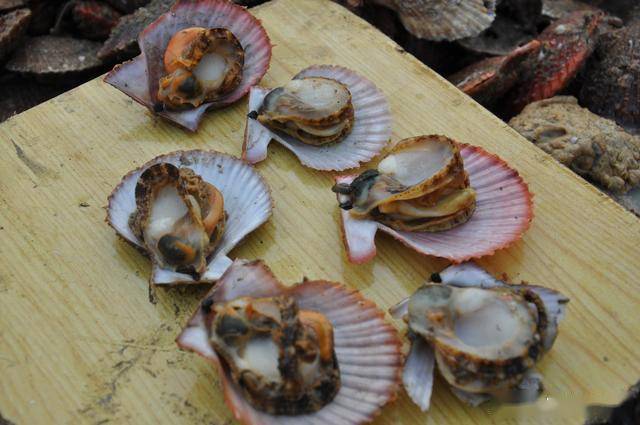 春日里扇贝15块钱两斤青岛大嫚声东击西买的真值