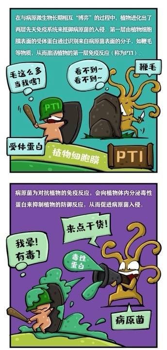 免疫|《自然》刊登上海团队成果：发现植物两大免疫系统协同抗敌