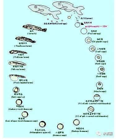 鱼的生长过程顺序图片