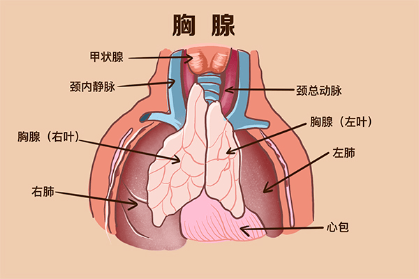 左胸下面是什么器官图片