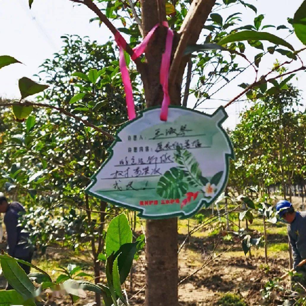 随后,大家在爱心卡上写下倡议和心愿,挂在栽好的每颗桂花树上,近百颗