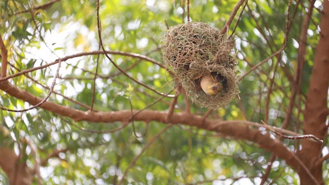 鸟语花香中国蓝盔在沙漠中种出绿洲