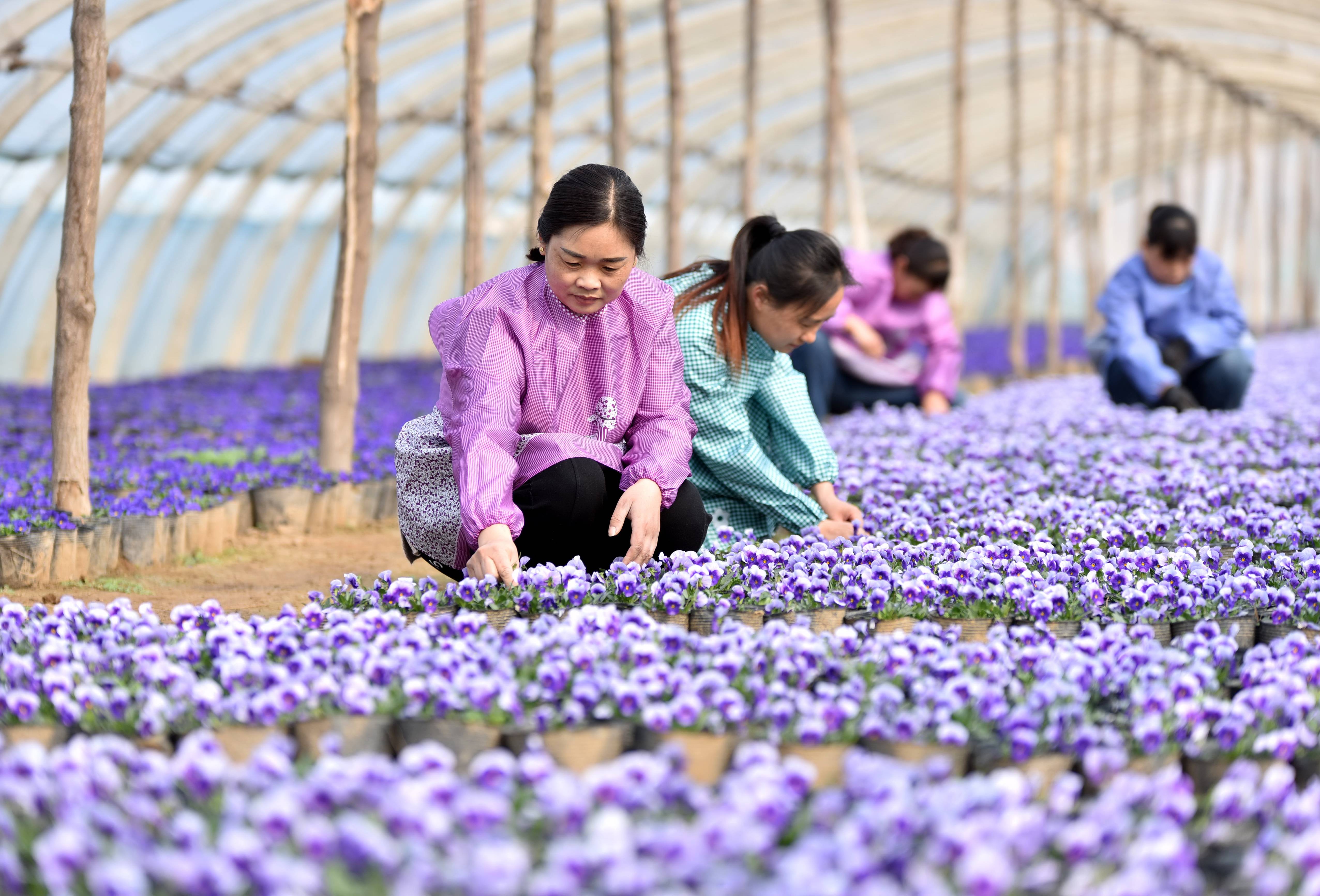 3月12日,河北省邢台市南和区和阳镇南关村花农在大棚内管理花卉.