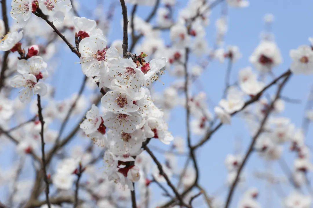 春天,你不來泗陽都會後悔_杏花