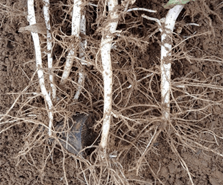 植物根系结构 影响