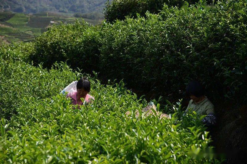 白芽奇兰是什么茶_白芽奇兰茶是红茶还是绿茶_茶叶白芽奇兰