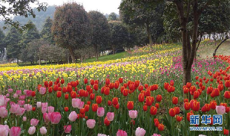 花都开好了！重庆这一公园超百万株郁金香绽放，美不胜收